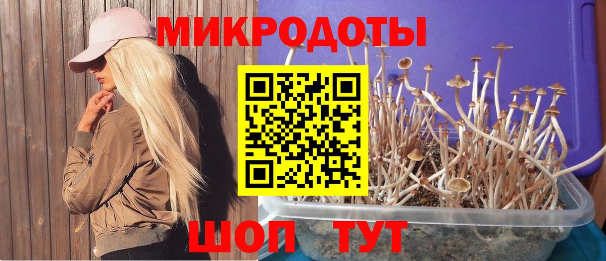 Псилоцибиновые грибы Psilocybine cubensis Александров